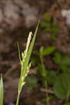 Manhart's sedge